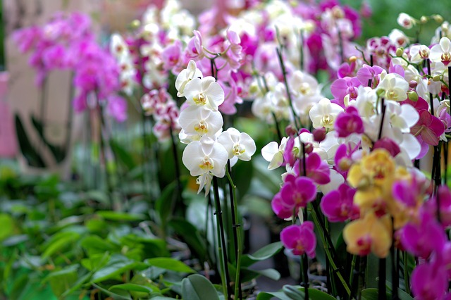 barevné orchideje.jpg